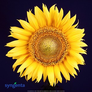 reklámajándék poszter egyedi plakát syngenta seeds 1